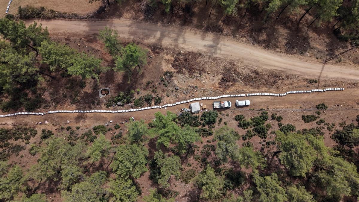 Muğla'da arıcılar çam balı hasadının verimli geçmesinden memnun