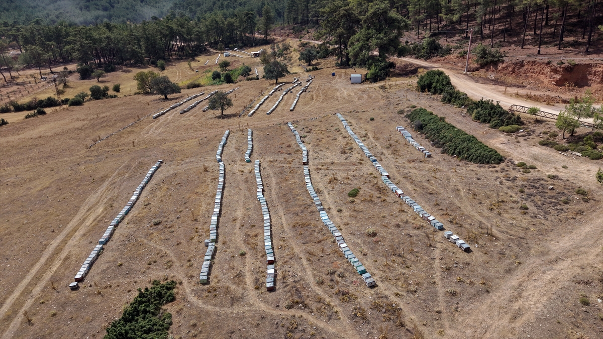 Muğla'da arıcılar çam balı hasadının verimli geçmesinden memnun