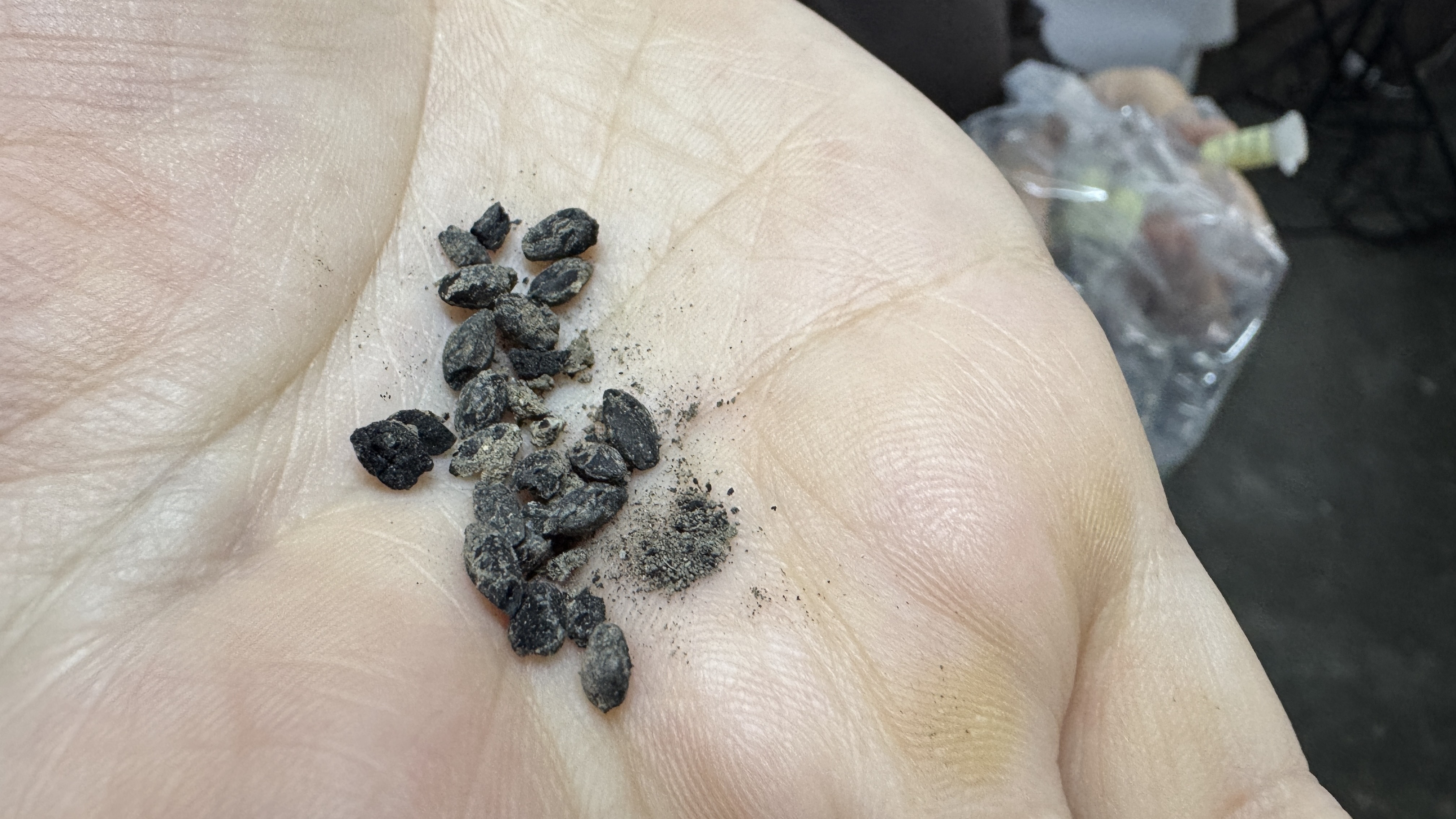 Excavations at Daskyleion uncover 2,600-year-old carbonized seeds