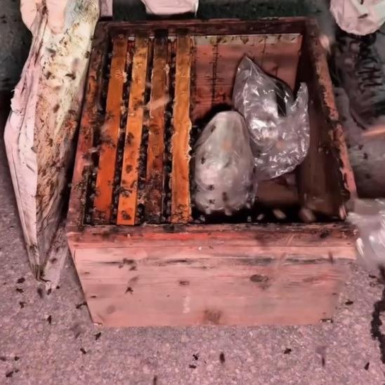 Canlı arıların bulunduğu kovanın petekleri arasına gizlenmiş uyuşturucu