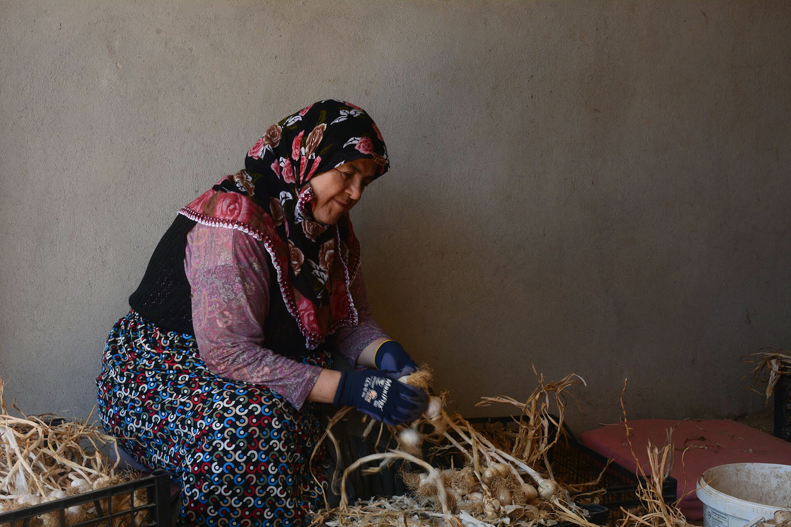 Kastamonu’nun Taşköprü ilçesinde sarımsak hasadında çalışan kadın çiftçi (arşiv)