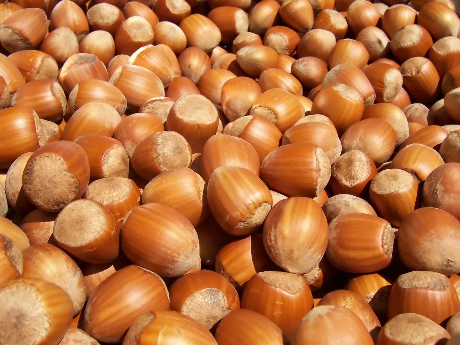 Fındık (arşiv)