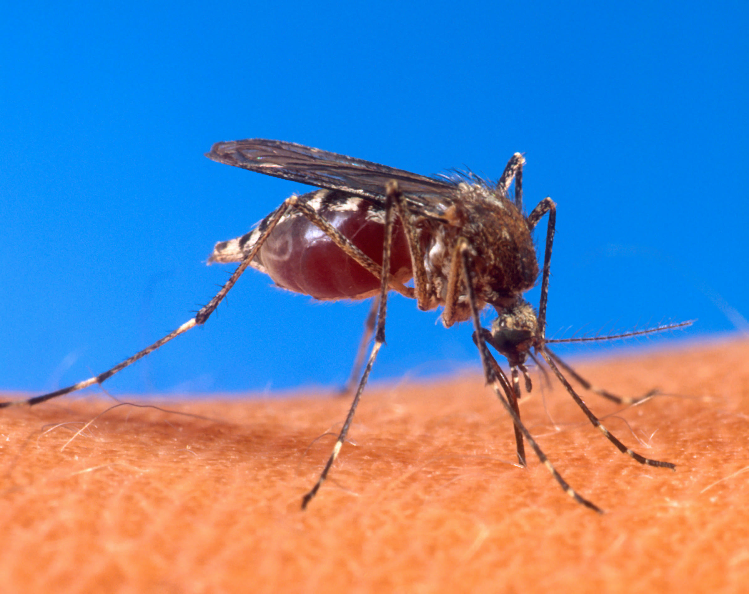 Dang hummasını taşıyan Aedes aegypti sivrisineği