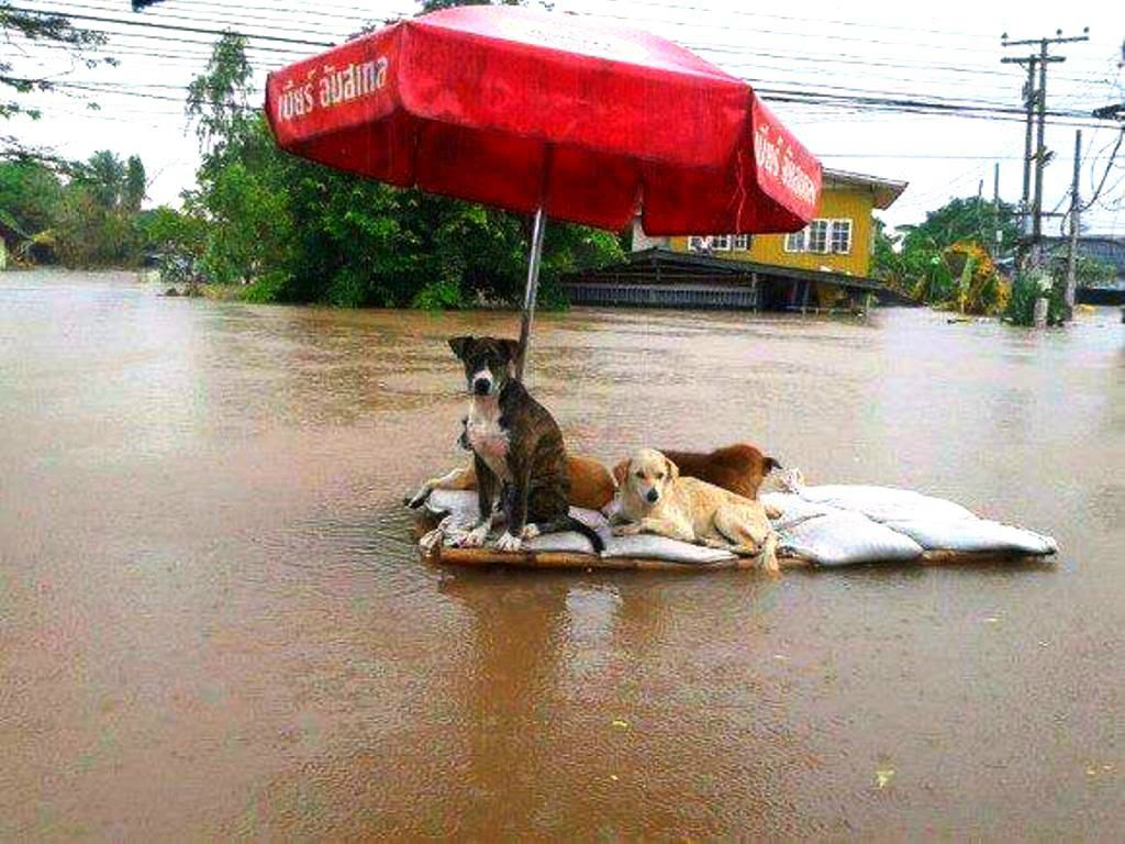 Tayland'da 2011'deki selde sal üzerindeki köpekler (arşiv)