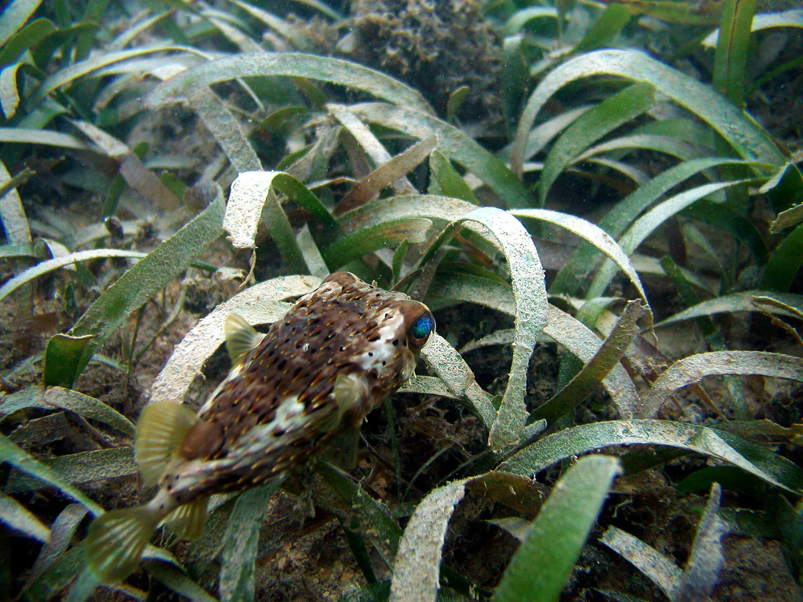 A pufferfish, which carries tetrodotoxin (archive)