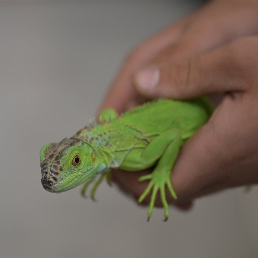 Düğünde hediye edilen yeşil iguana