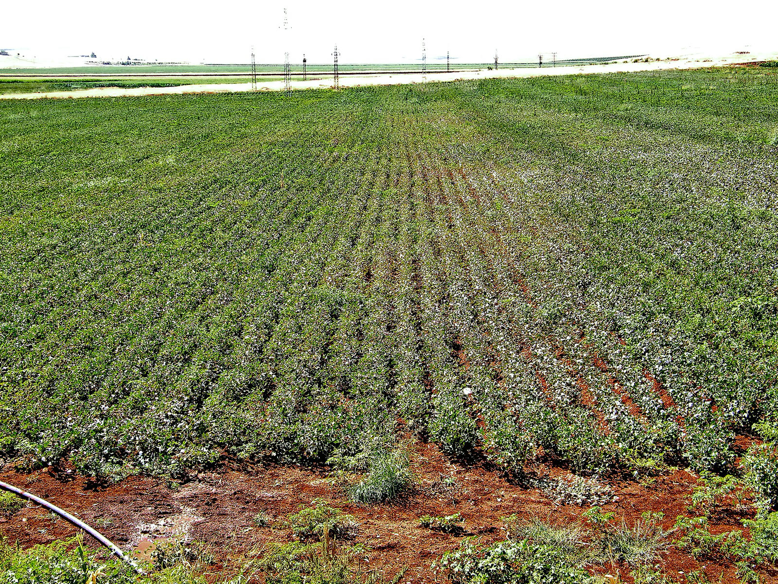 Irrigated farmland in the Harran Plain (archive)