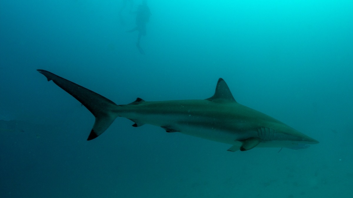 A shark swimming in the sea