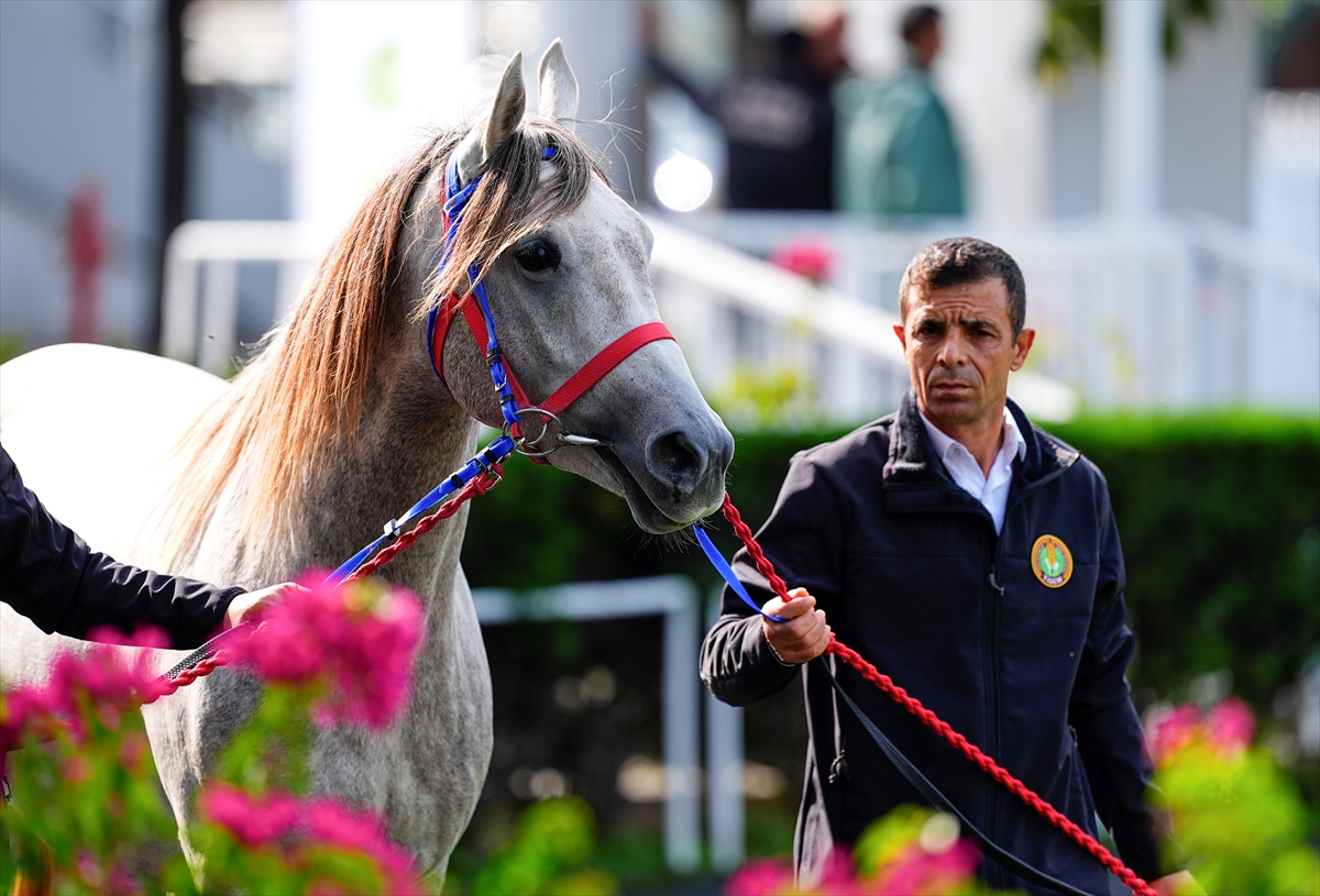 TİGEM'in tay satışından bir kare